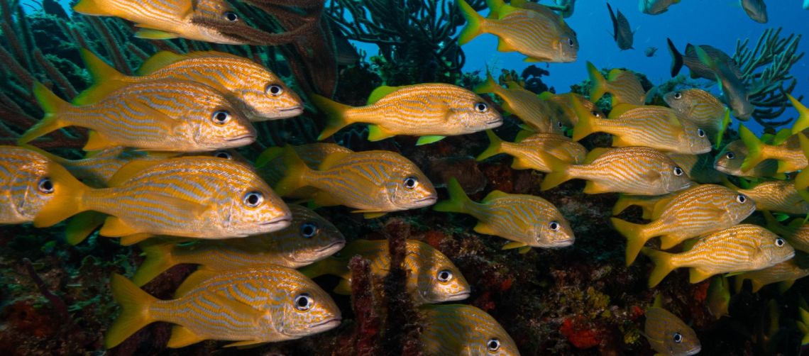 Find Your Perfect Dive Package