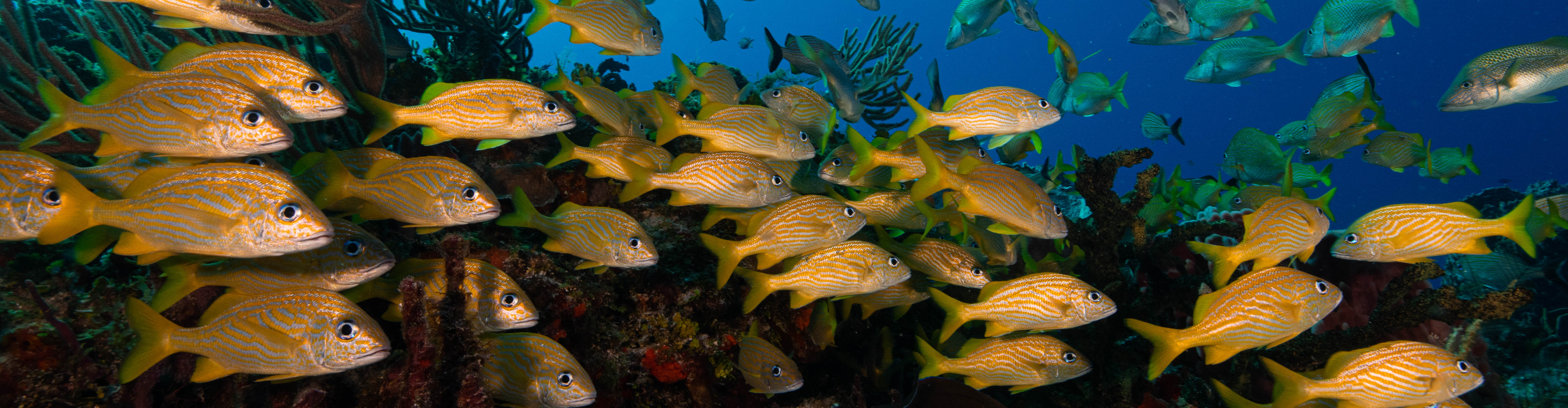 Come and dive with us
