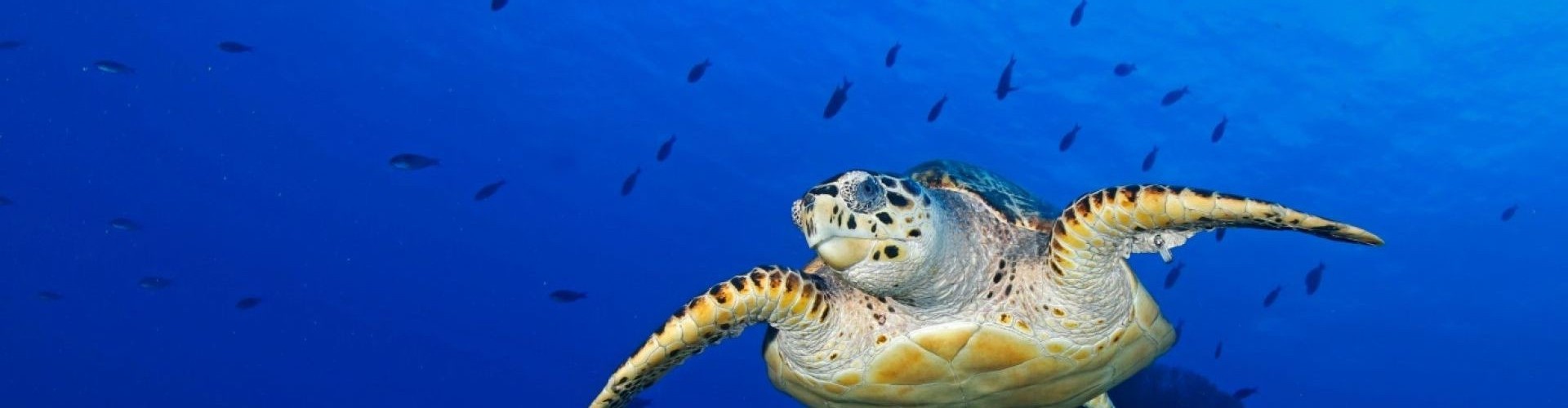 Learn to Scuba Dive